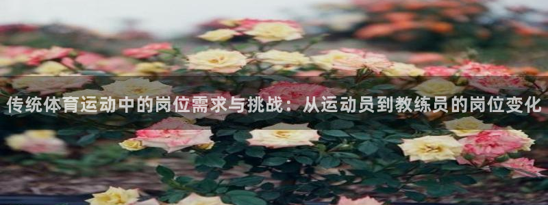 莆田悟空体育